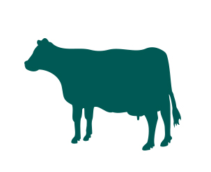 Dairy Feed South Africa
