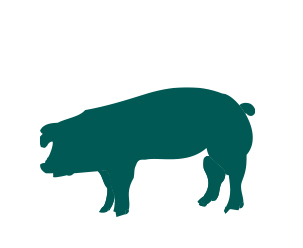 Pig Feed South Africa