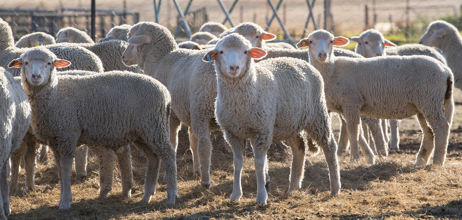 Feedtek Sheep feed South Africa