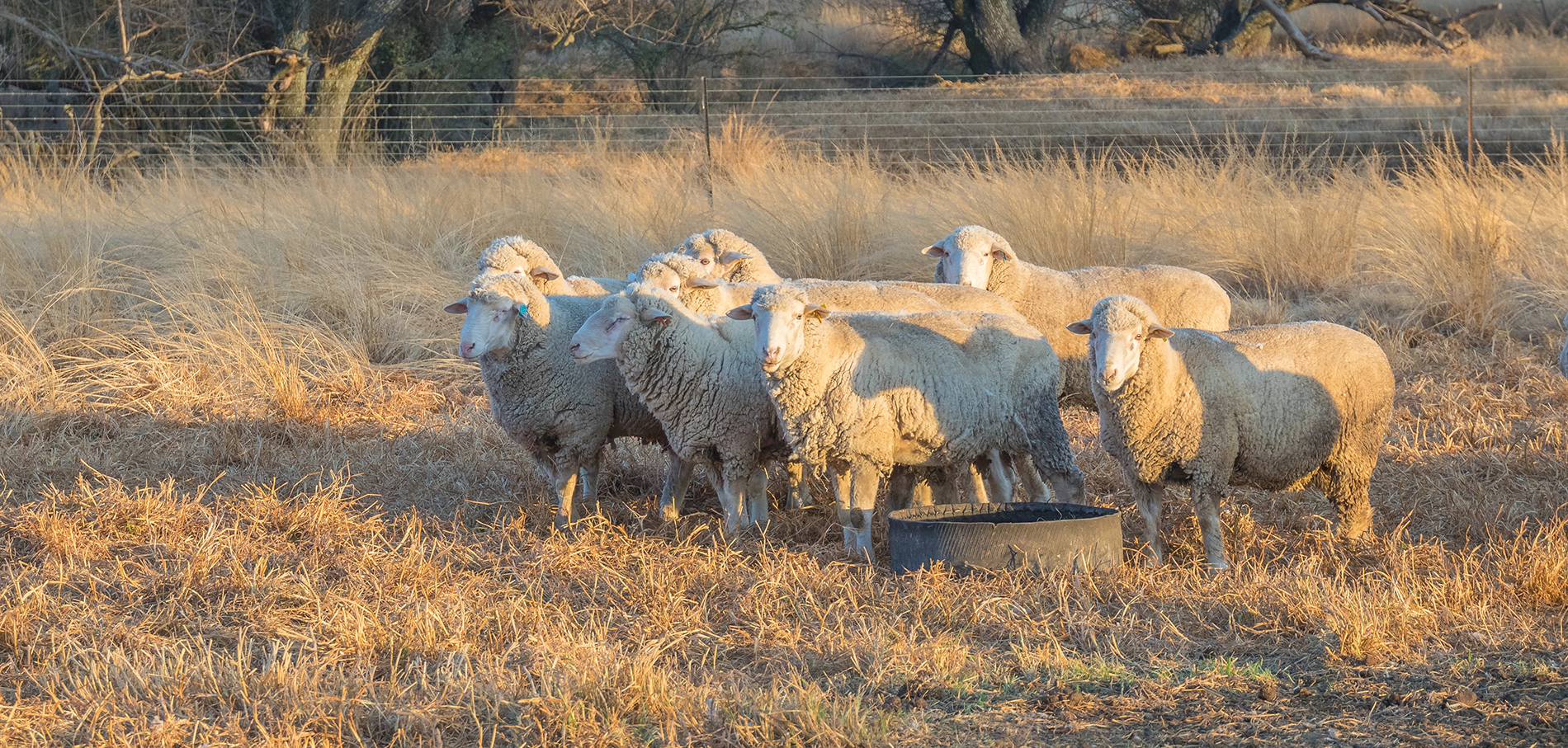Feedtek Sheep feed South Africa